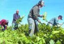 Trump analiza la exención de deportar a obreros y agricultores migrantes