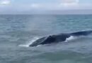 Monitorean especialistas a ballena varada