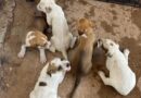 Animalistas buscan refugio para perros y gatos