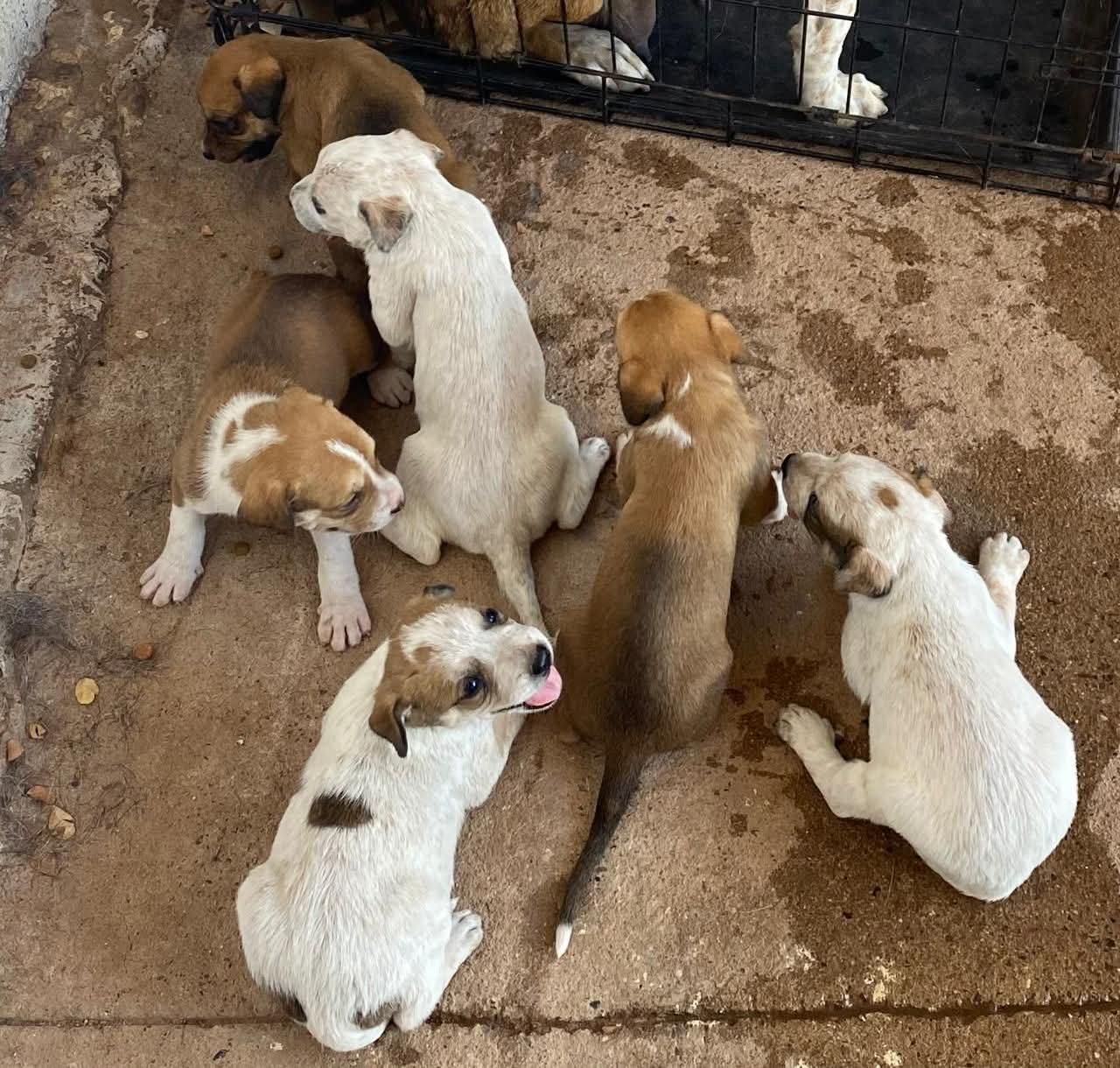 Animalistas buscan refugio para perros y gatos