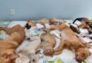 Esterilizan a 600 perros y gatos en jornada de dos días