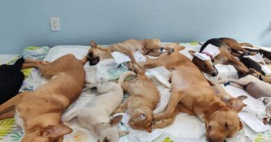 Esterilizan a 600 perros y gatos en jornada de dos días