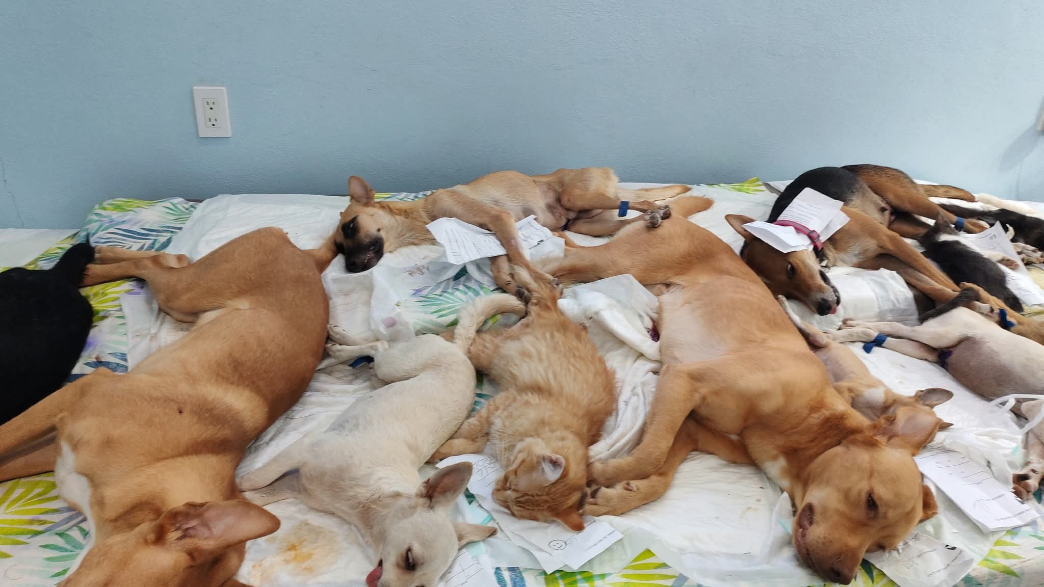 Esterilizan a 600 perros y gatos en jornada de dos días
