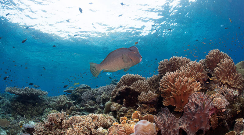 Herbivore Fish Article Images 1