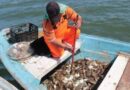 Inicia temporada extractiva de jaiba