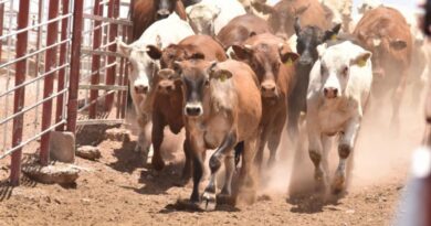 Gobierno de Sonora y Senasica refuerzan acciones contra el gusano barrenador