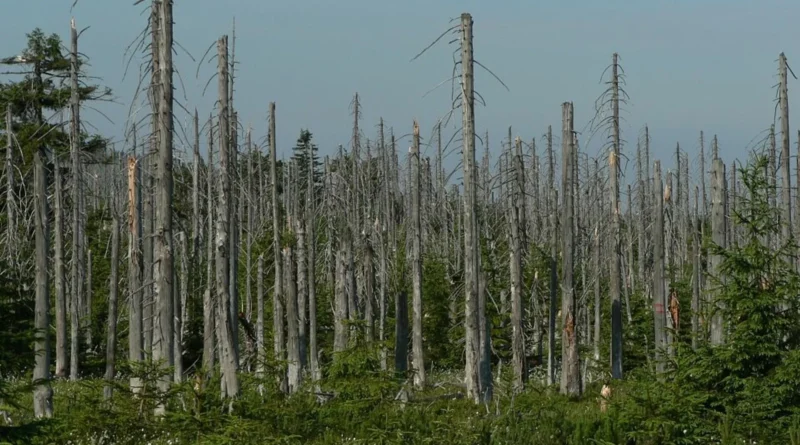 acid rain woods1 0.jpeg