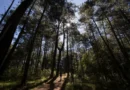 ONG advierte que 84 defensores del medio ambiente han sido asesinados en México desde 2016