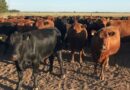 Chihuahua alista 70 mil cabezas de ganado para cruzar a EE.UU.
