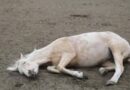 Choca auto contra caballo.