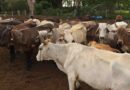 Urge UNTA suspender importación de ganado de Centroamérica por brote de gusano barrenador