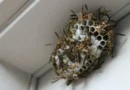 Encuentran nido de avispas radiactivas en planta nuclear de EE. UU.
