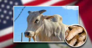 México y EE. UU. firman acuerdo para combatir la plaga del gusano barrenador