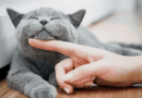 Hoy se celebra el Día Internacional del Gato