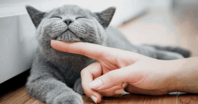 Hoy se celebra el Día Internacional del Gato