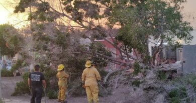 Viento provoca caída de árboles y poste en Guaymas