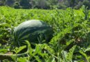 Sandía queda fuera de cultivo en el valle regional