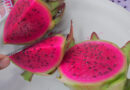Productores de Oaxaca apuestan por el cultivo de la pitahaya para arraigar a la juventud