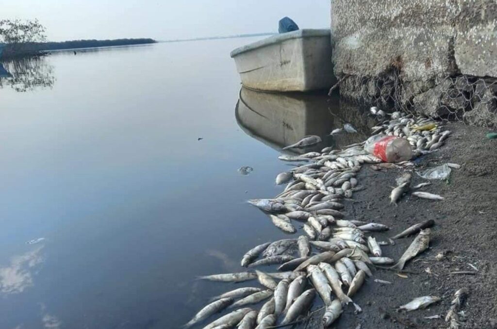 Pobladores retiran más de una tonelada de peces muertos de la Laguna de San Julián; denuncian abandono de autoridades 1 6 11