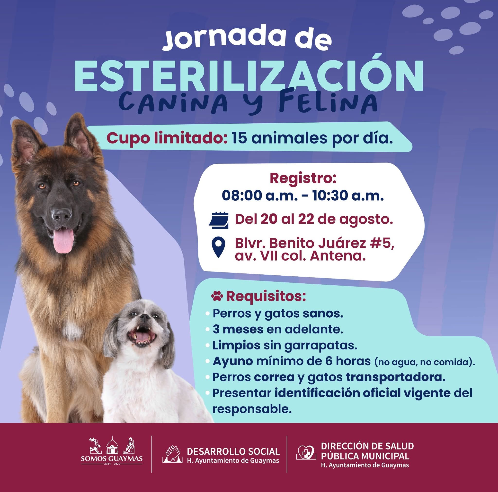 Ayuntamiento lucha contra sobrepoblación canina