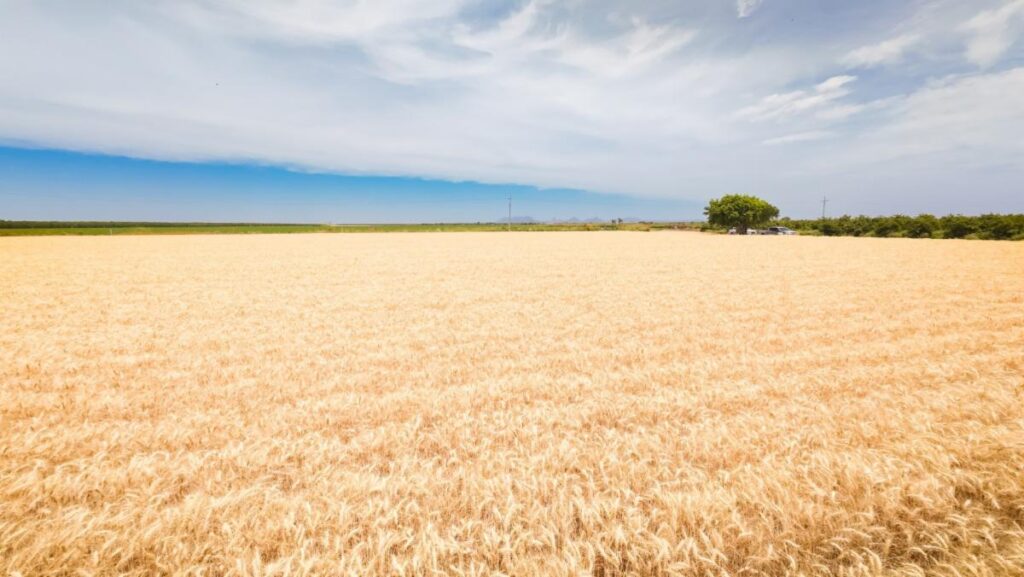 WhatsApp Image 2025 08 06 at 3.07.30 PM