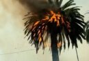 Sofocan incendio de una palma
