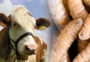 La plaga que amenaza al ganado y a los humanos en América