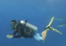 Biólogo mexicano Mauricio Hoyos atacado por tiburón Galápagos en Costa Rica