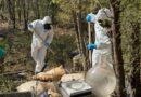 Autoridades federales aseguran más de 140 mdp en drogas en Sonora y Sinaloa