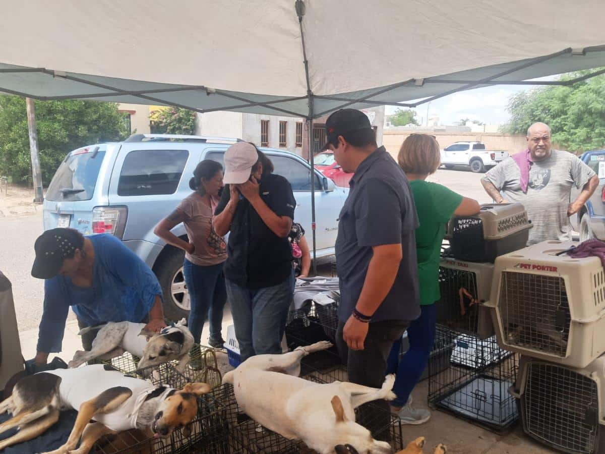 Beneficia Gobierno de Sonora la salud animal con jornada de esterilización en Hermosillo