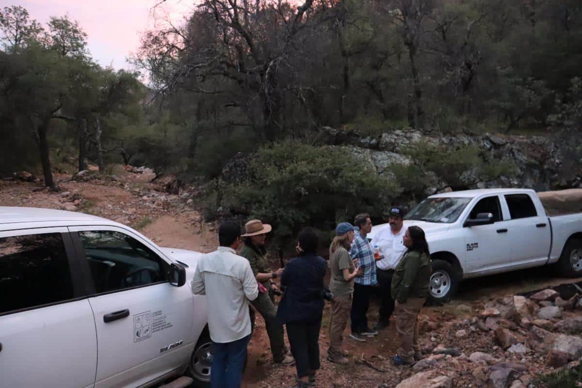 Gobierno de Sonora reintegra osa negra al hábitat natural en la sierra del estado
