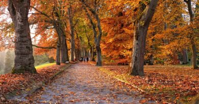 El otoño se acerca: ¿Cuándo comienza oficialmente la estación?
