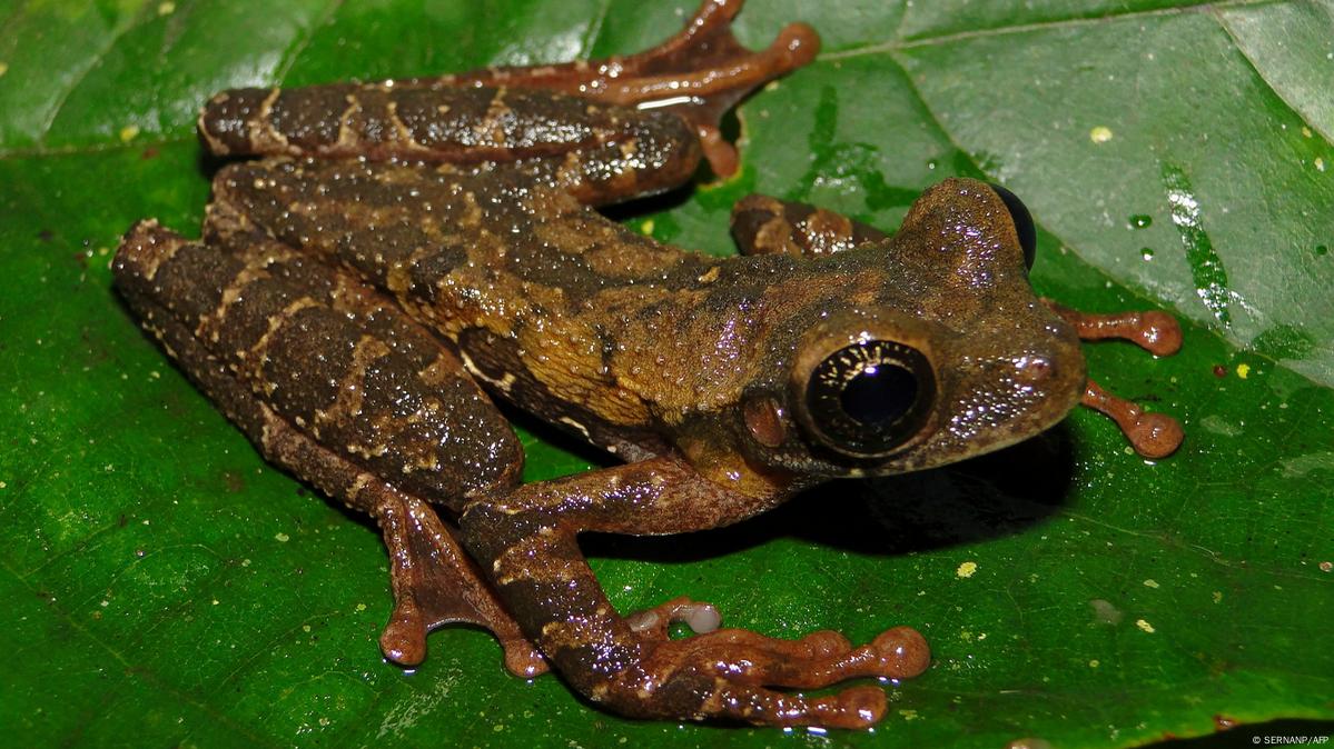 Descubren nueva especie de rana en la selva amazónica de Perú
