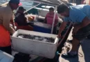 Capturan  de camarón tienen ligera mejoría