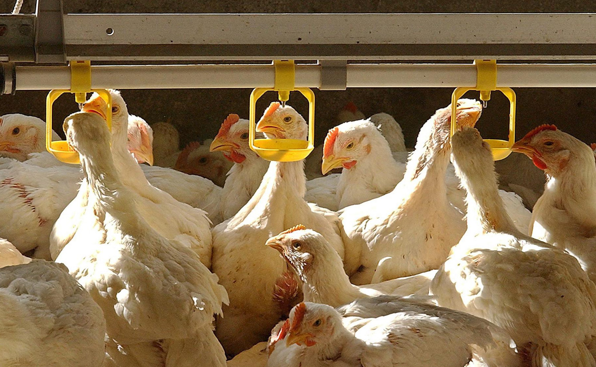 Mutaciones favorecen la propagación de la gripe aviar en EE.UU.