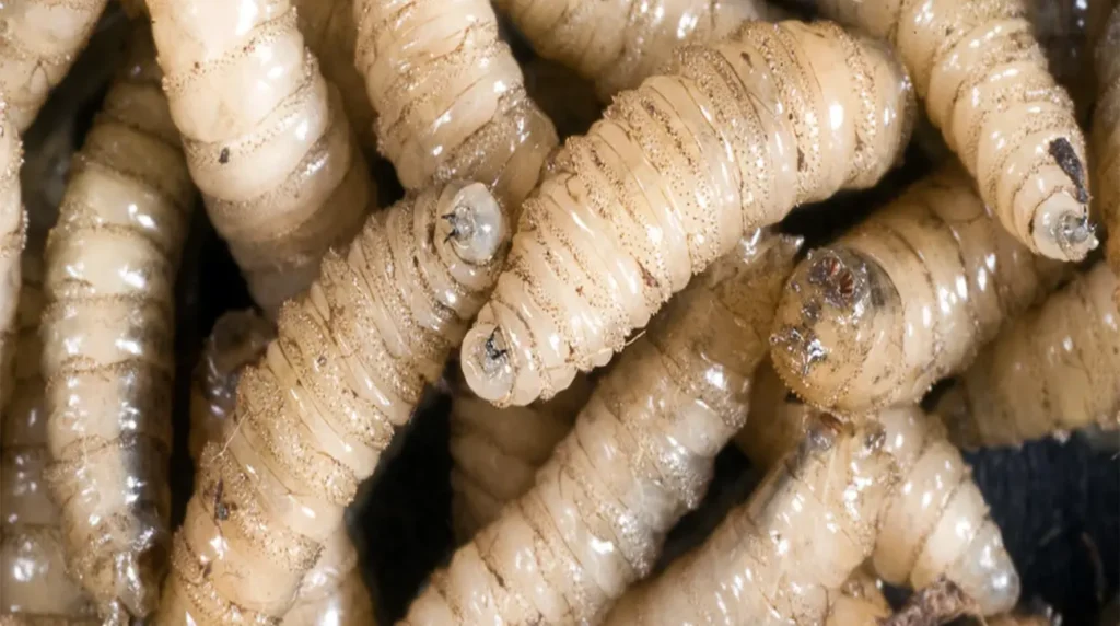 Upload 68114c0f46989 29042025