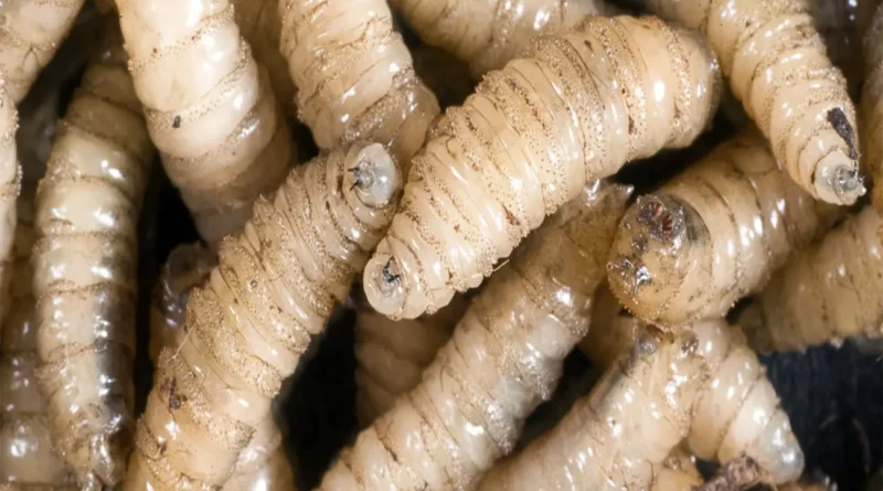 Upload 68114c0f46989 29042025