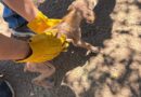 Rescatan a 11 caninos y aves durante cateo por maltrato animal en Guaymas