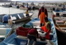 Iniciara temporada extractiva de camarón 2025
