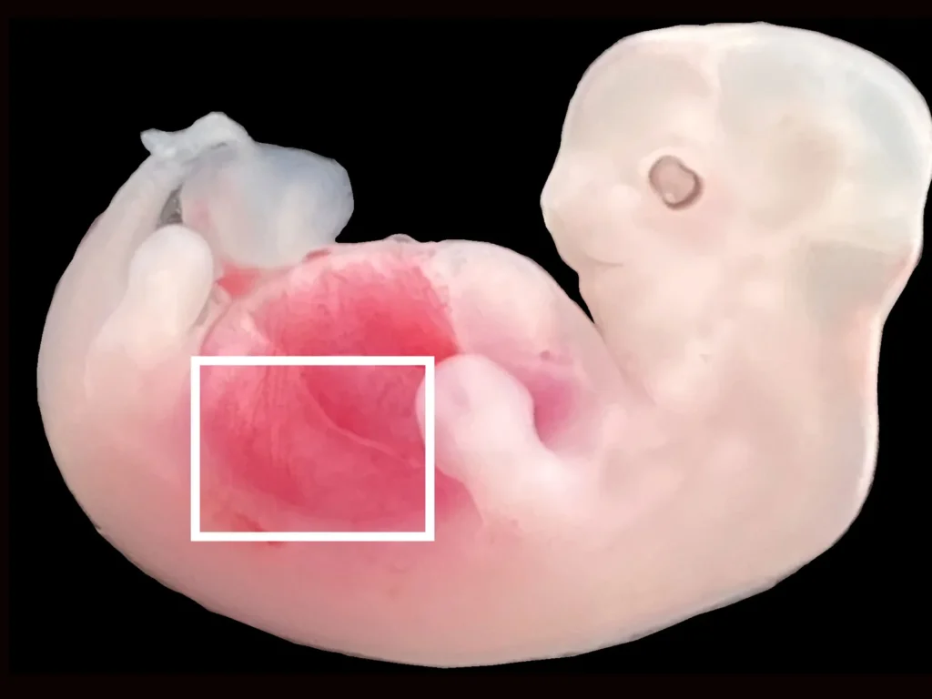 embryo science This figure shows humanized kidney cells red fluorescence inside the embryo compared to a wildtype pig embryo. CREDIT Wang Xie Li Li and Zhang et al Cell Stem Cell.png