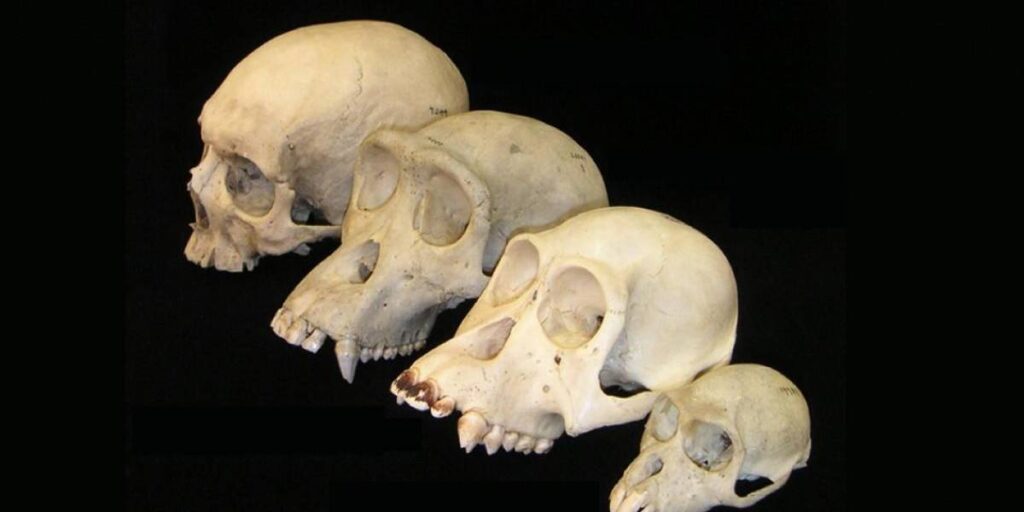 evolucion cerebro humano wide 2441683 20250926103436
