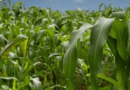 Ministro de Agricultura de Canadá Visitará México para Fortalecer Cooperación Agroalimentaria