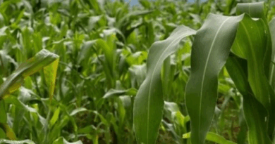 Ministro de Agricultura de Canadá Visitará México para Fortalecer Cooperación Agroalimentaria