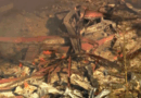 Explosión en Planta de Municiones en Tennessee Deja Muertos y Desaparecidos