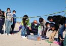 Liberan 502 crías de tortugas marina en San Carlos