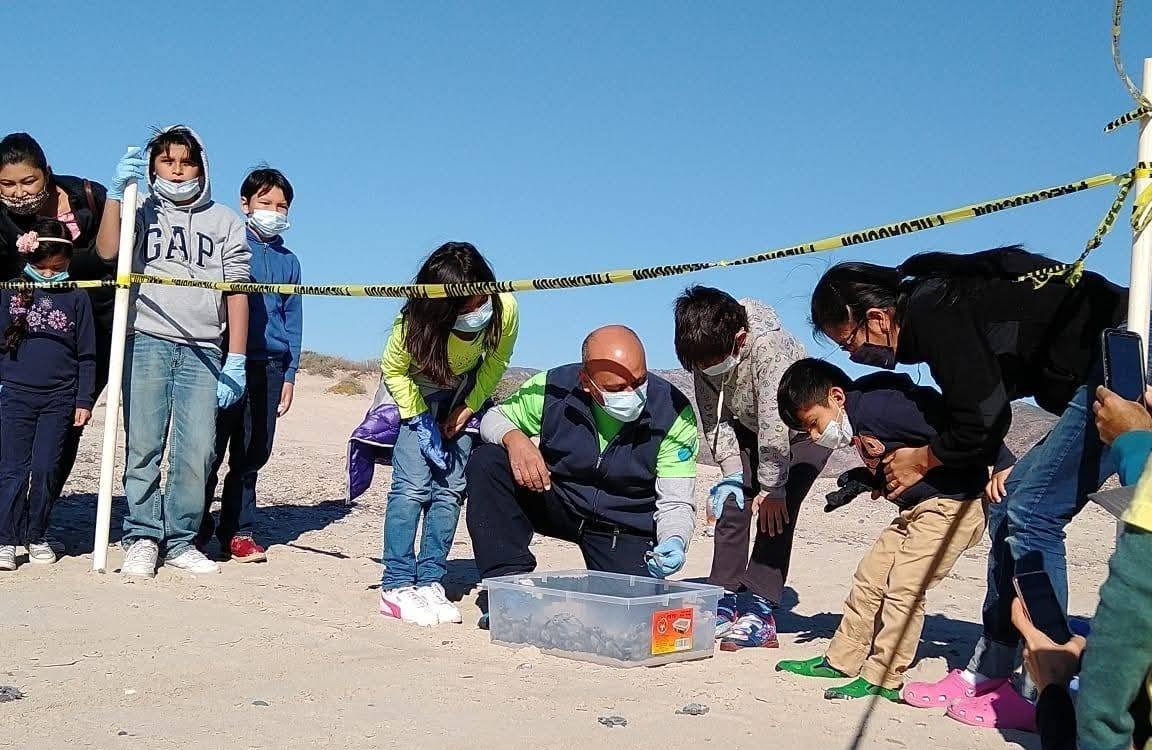 Liberan 502 crías de tortugas marina en San Carlos