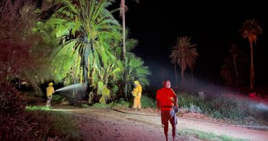 Controlan Bomberos incendio de palmas en Miramar