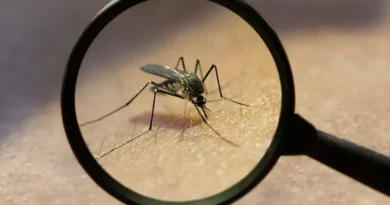 Descubren por primera vez en la historia mosquitos en territorio islandes