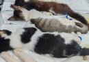 Inicia jornada de esterilización