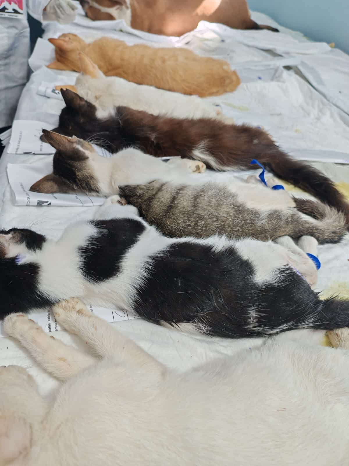 Inicia jornada de esterilización